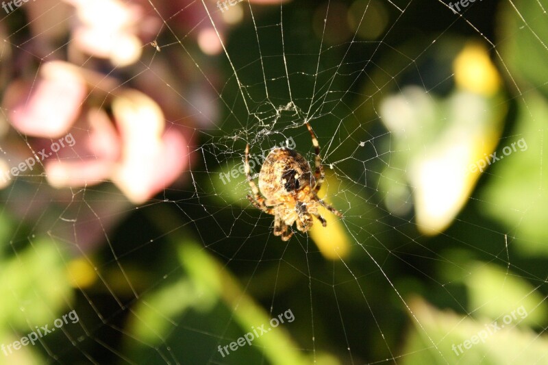 Spin Garden Spider Hydrangea Free Photos