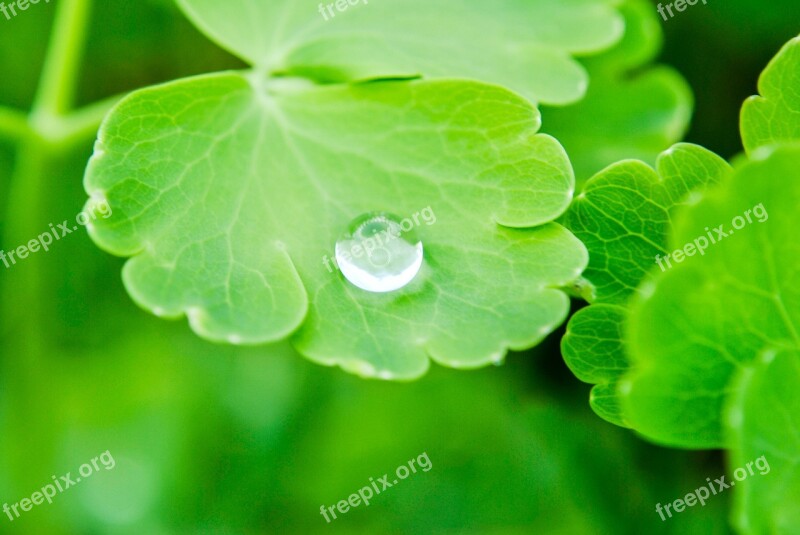 A Drop Of Rain Drop Of Rain After The Rain Macro