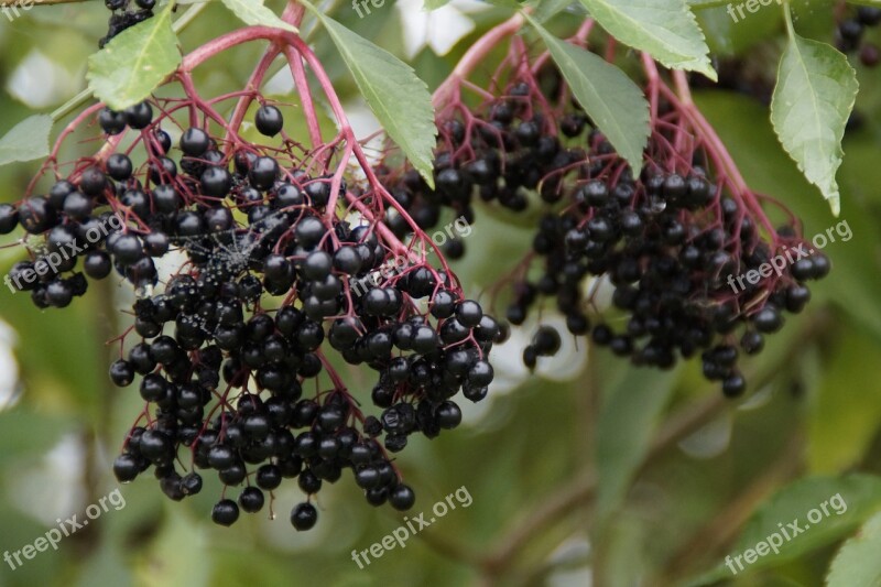 Elder Black Elderberry Elderberries Berries Ripe