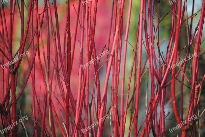 Bush Autumn Nature Plant Shrubs