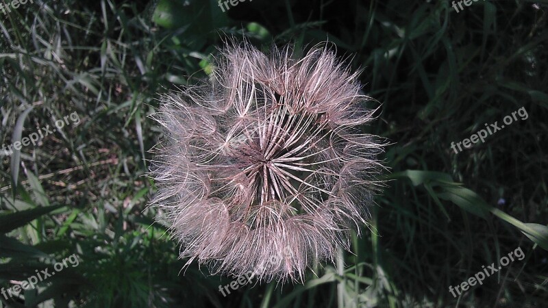 Meadow Dandelion The Delicacy Summer Free Photos