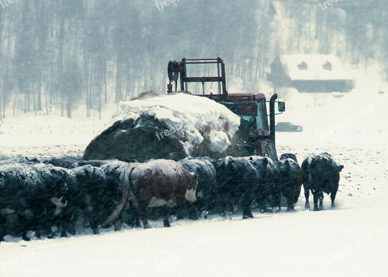 Wyoming Cattle Hay Truck Feed Lot Farm