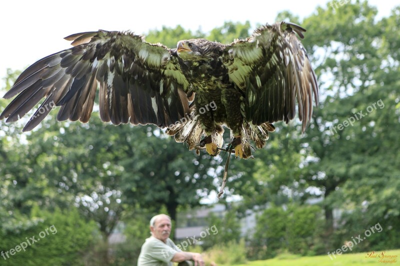 Bird Of Prey Birds Nature Eagle White Tailed Eagle