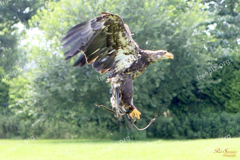 Bird Of Prey Birds Nature Eagle White Tailed Eagle