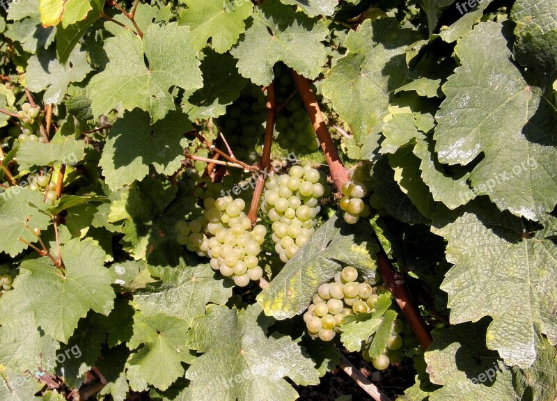 New Wine Wine Vintage Wine Harvest Grapes