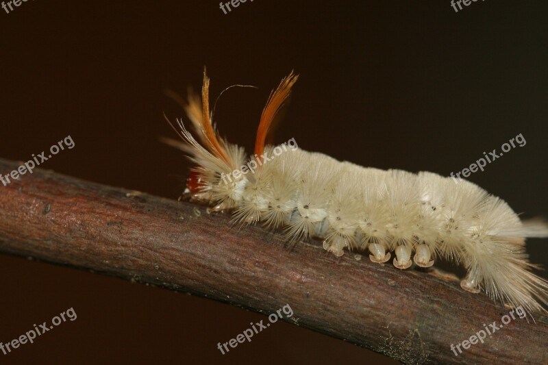 Caterpillar Fuzzy Wooly Worm White