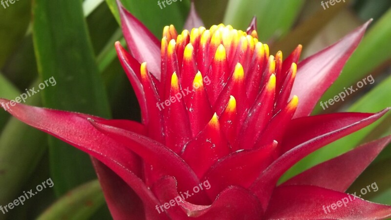 Red Flower Exotic Hot Brightness