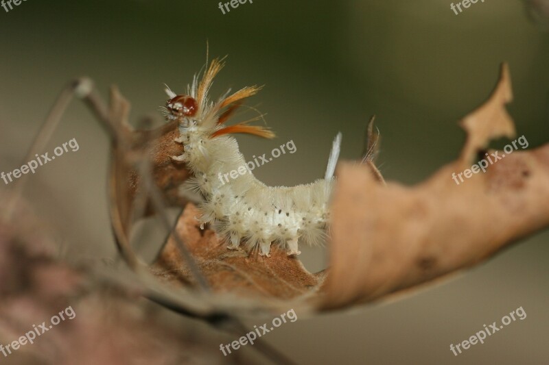 Caterpillar Fuzzy Wooly Worm White