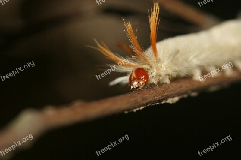 Caterpillar Fuzzy Wooly Worm White