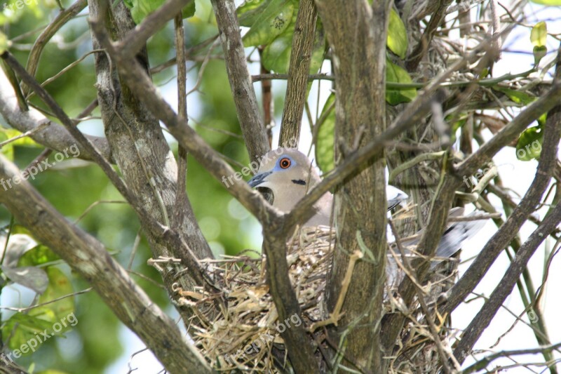 Bird's Nest Dove Pigeon Nest Bird