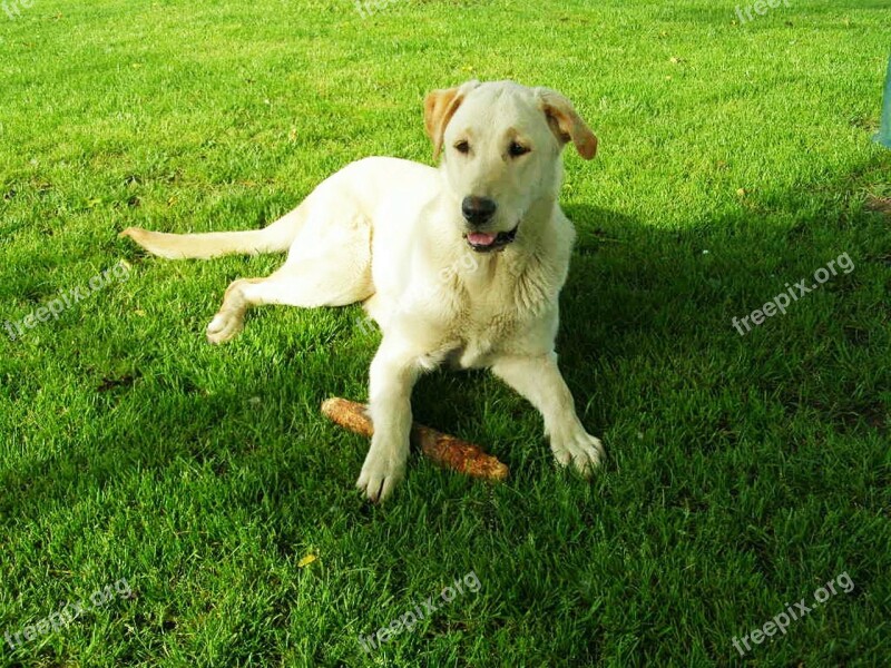 Labrador Retriever Dog Outdoors Animal