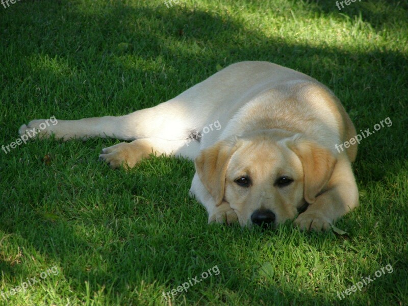 Labrador Retriever Dog Animal Nature Lurking