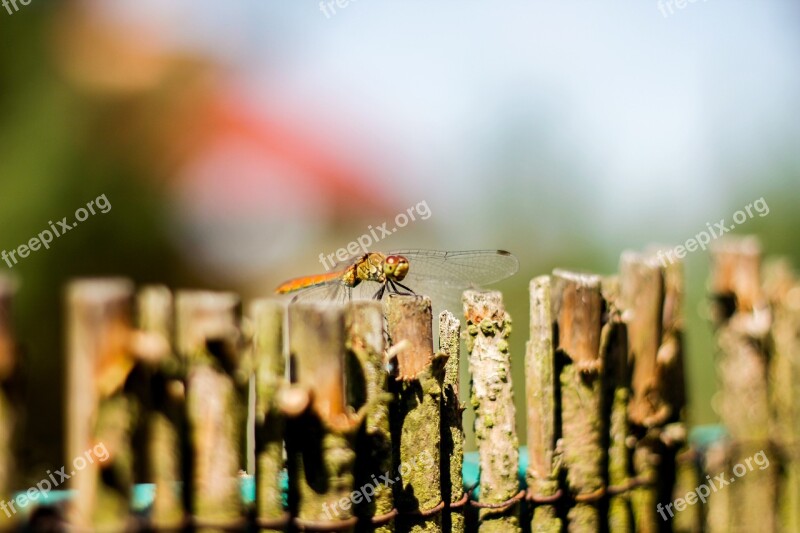 The Fence Wood Ważka Free Photos