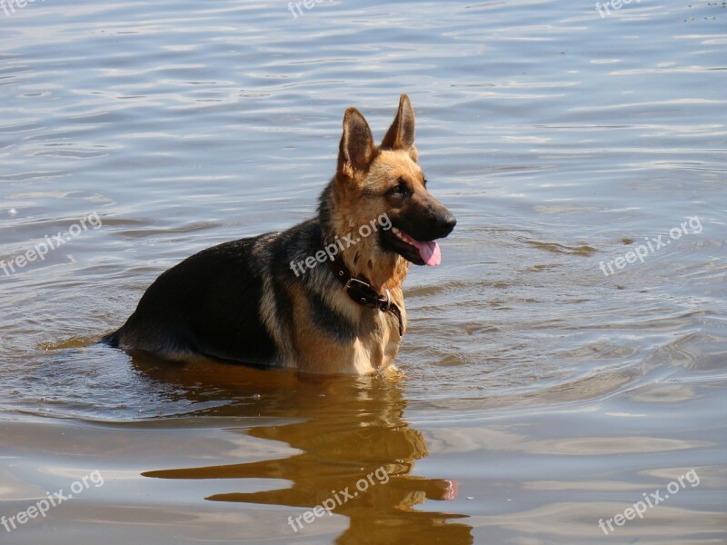 Dog Shepherd In The Water River Ripple