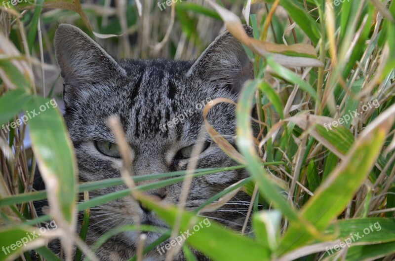 Cat Bamboo Animal Cat Face Cat's Eyes