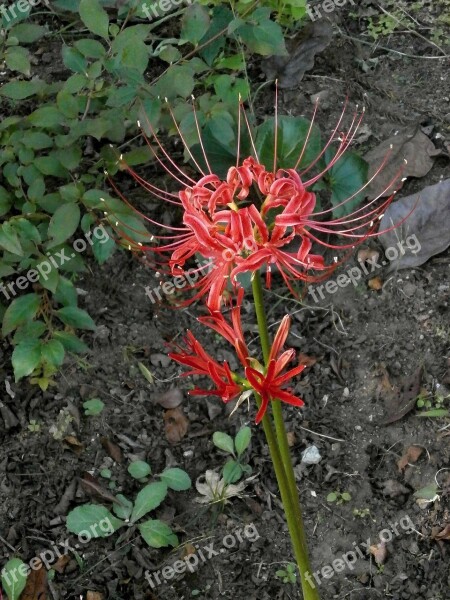 ヒバンバナ Amaryllis Spider Lily Red Flowers Autumn Flowers