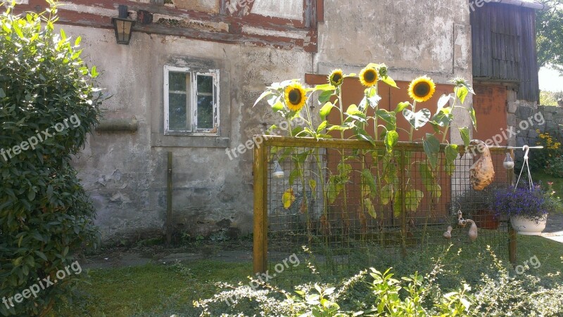 Sunflower Flowers Yellow Plant Old House