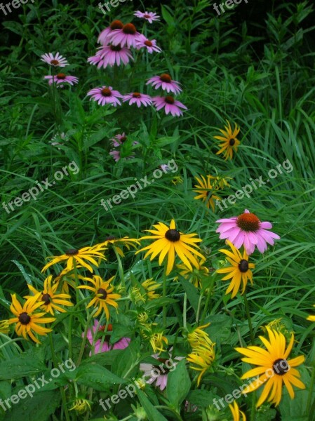 Wildflowers Purple Coneflower Yellow Pink Brown Eyed Susanne