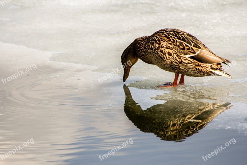 Duck Animals Water Wild Bird Duck