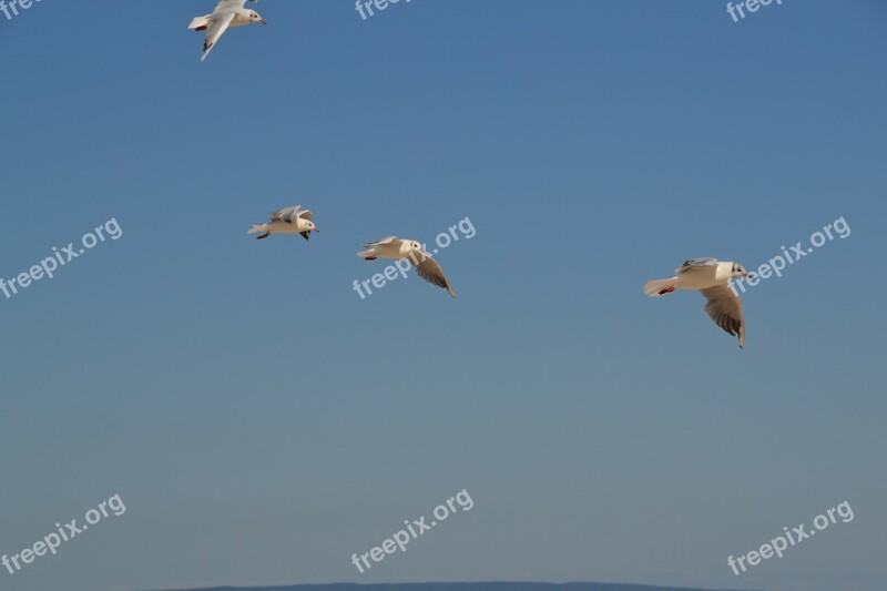 Gulls Birds Sky Flying Free Photos