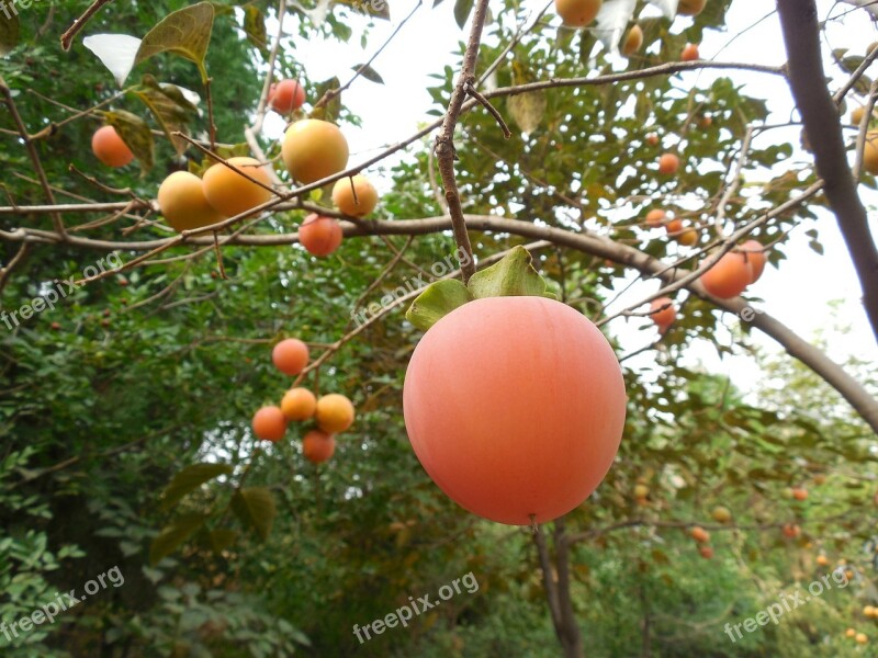 Persimmon Fruit Tree Healthy Farm Orchard