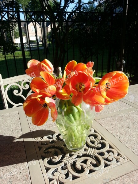 Golden Tulips Colorful Sunlight Outdoors