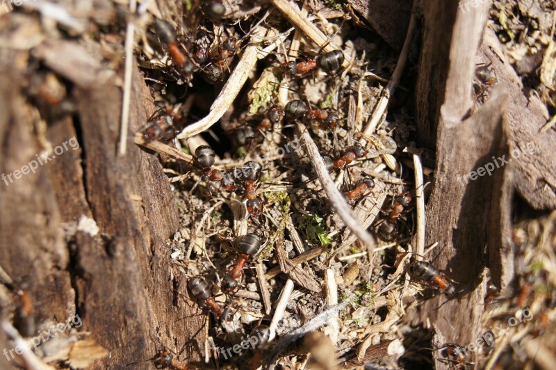 Ants Wood Ant Nature Insect Free Photos