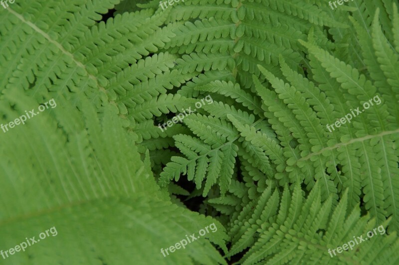 Fern Green Leaves Plant Fern Leaves