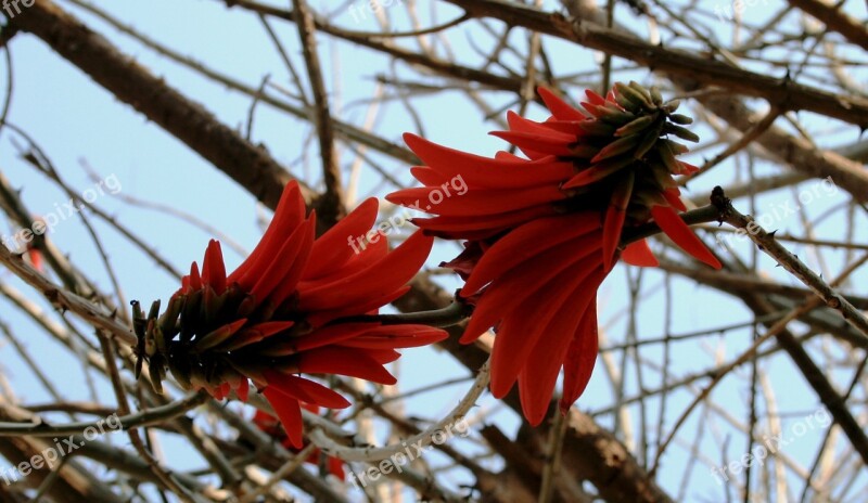 Two Flowers Coral Blooms Orange-red Pod Shaped Petals