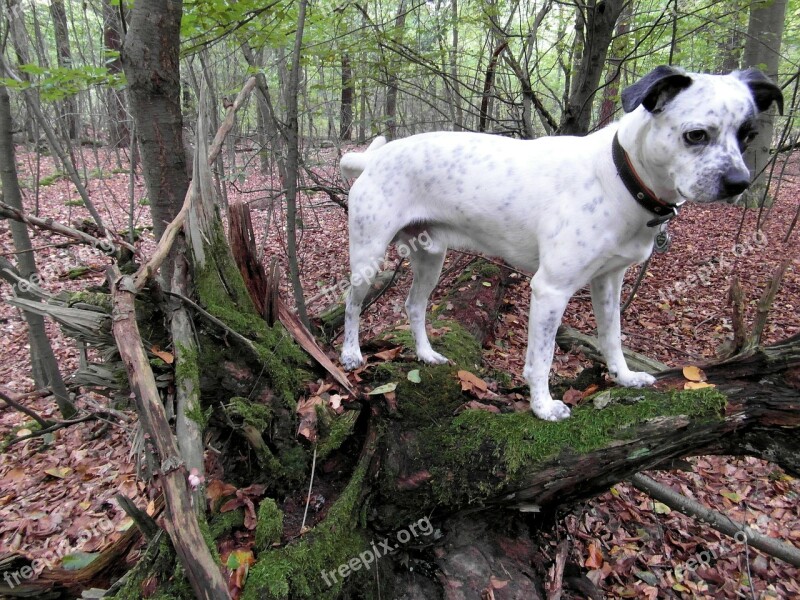 Dog Forest White Black Guard Dog