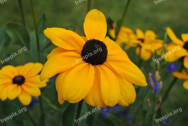 Yellow Flowers Poppy Flower Yellow Flower