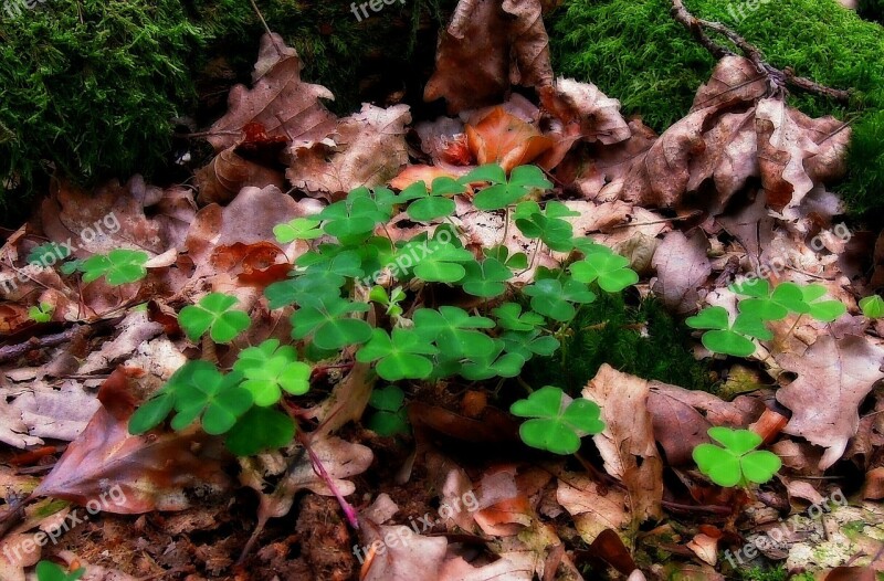 Nature Klee Forest Leaves Luck