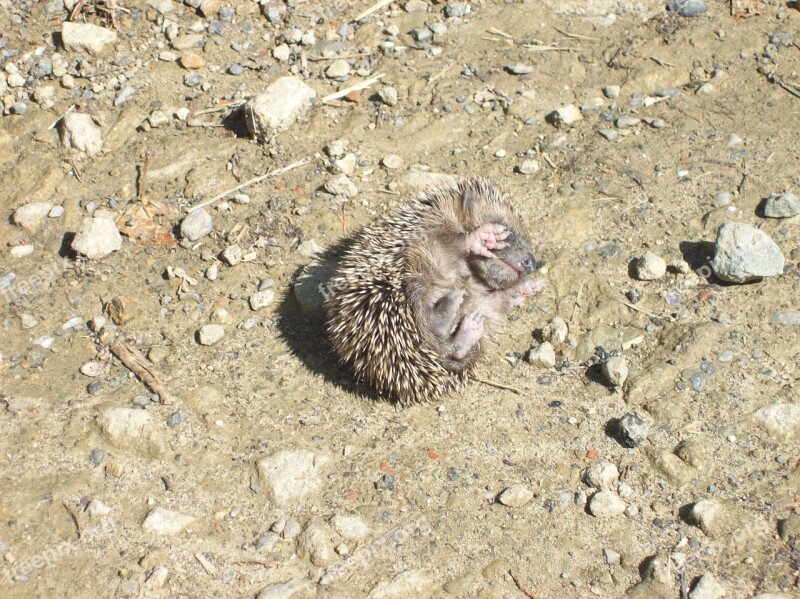 Tiny Prickly Baby Hedgehog Free Photos