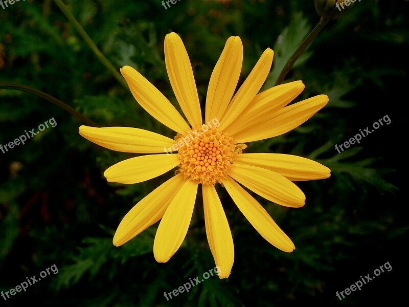 Flowers Daisy Garden Autumn Nature