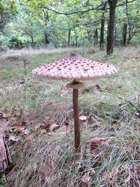 Giant Screen Fungus Boletes Drum Mallets Mushroom Forest