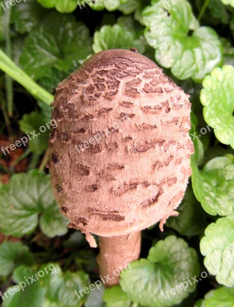 Giant Screen Fungus Boletes Drum Mallets Mushroom Forest