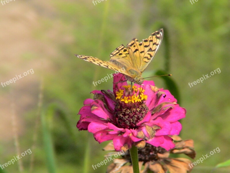 China 2006 Fengcheng Butterflies Free Photos