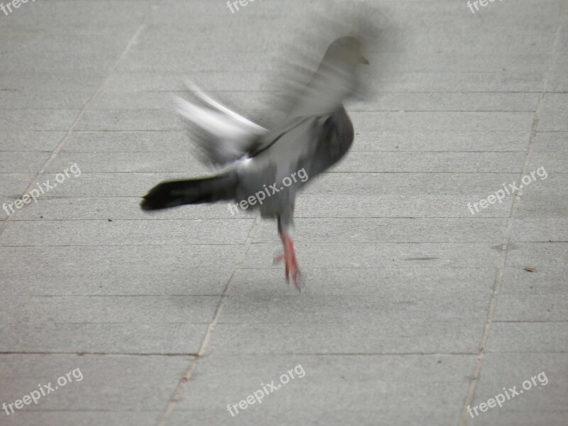 Pigeon Take Off Birds Free Photos