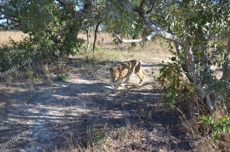 Lion Prowl Bush Animal Africa