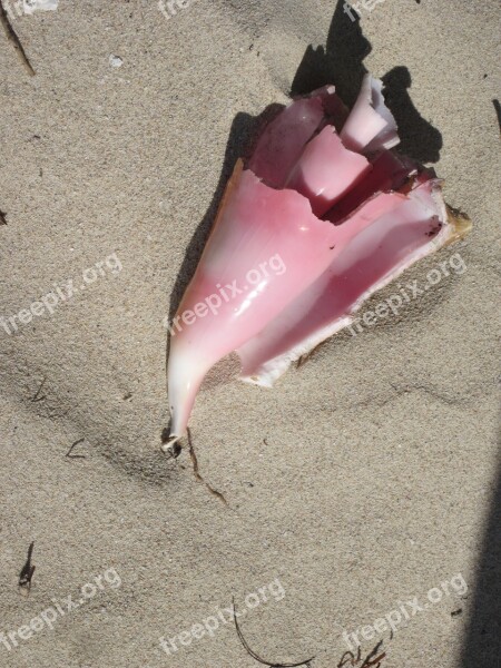 Shell Sand Sand Dunes Free Photos