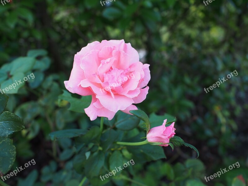 Rose Flowering Plant Garden Free Photos