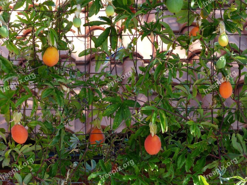 Japanese Medlar Of Wool Fruits Fruit Orange Red Eriobotrya Japonica