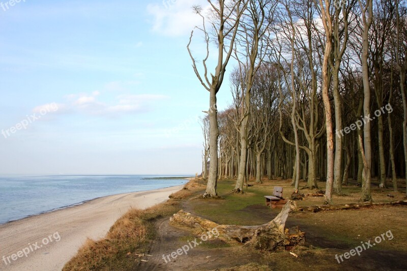 Sea Beach Forest Wide Tree