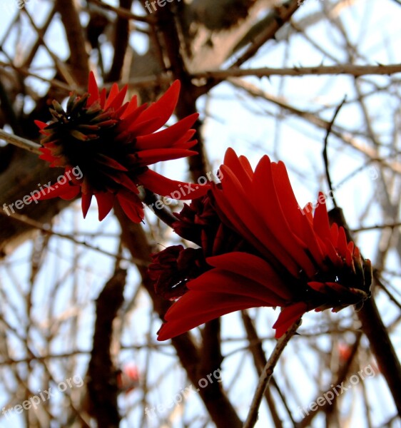 Red Coral Flowers Rocket Shaped Neatly Arranged Sheathlike Petals