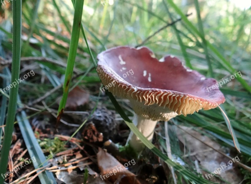 Mushroom Forest Autumn After The Rain Seasons