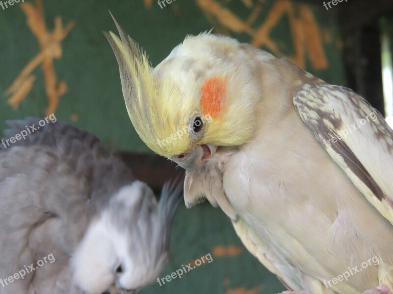 Parrots Pets Care Charge Love