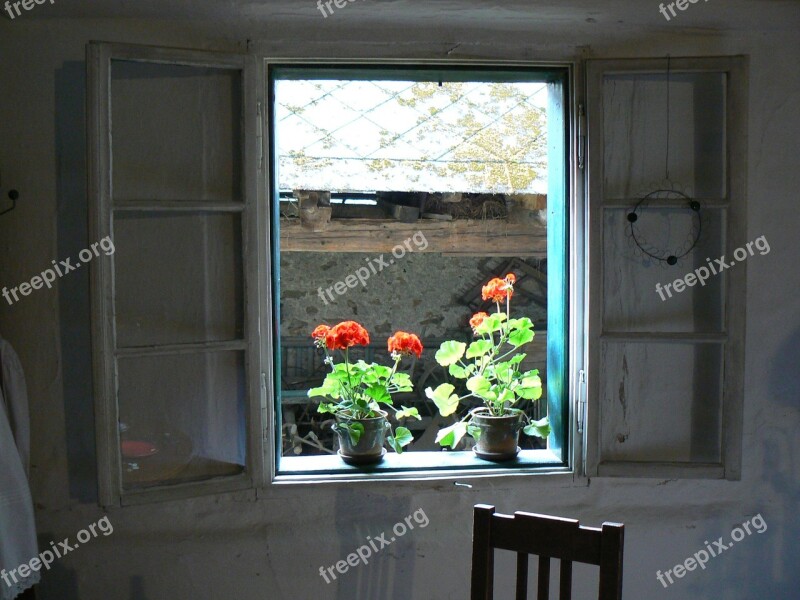 Window Flower Red Free Photos