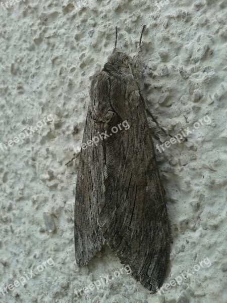 Winch Hawk Moth Butterfly Insect Agrius Convolvuli Free Photos