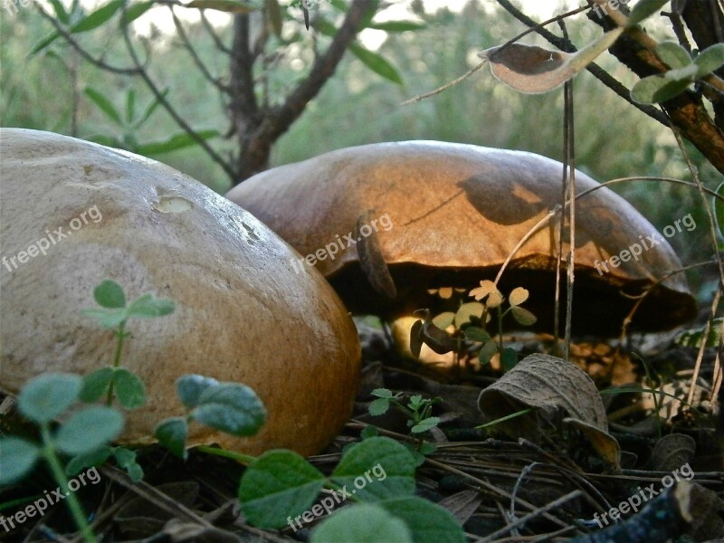 Mushrooms Fungi Boletus Forest Autumn