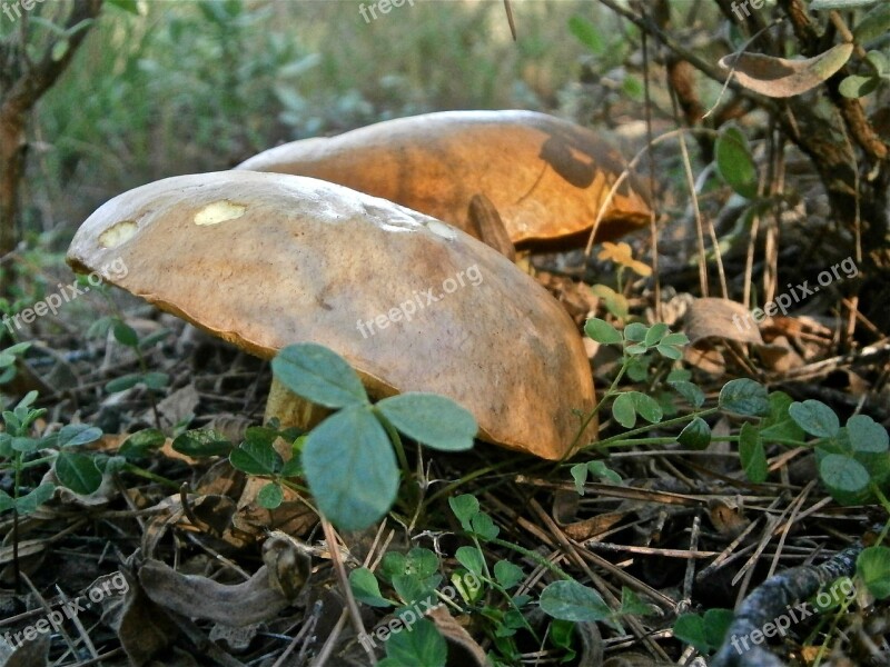 Mushrooms Fungi Boletus Forest Autumn